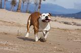 AMSTAFF ADULT 164